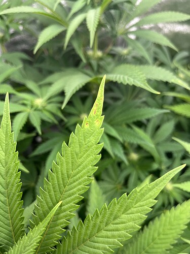 Growreport Bild 3