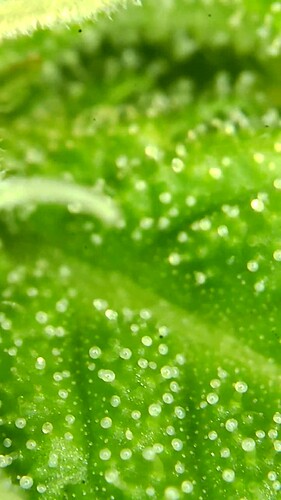 Growreport Bild 44