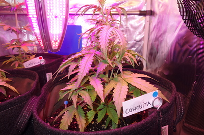 Growreport Bild 4