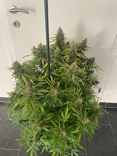 Growreport Bild 3