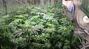 Growreport Bild 1