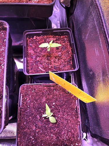Growreport Bild 48