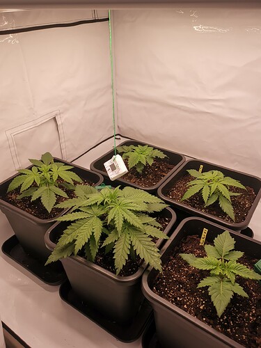 Growreport Bild 5