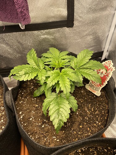 Growreport Bild 3