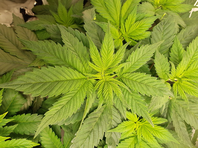 Growreport Bild 7