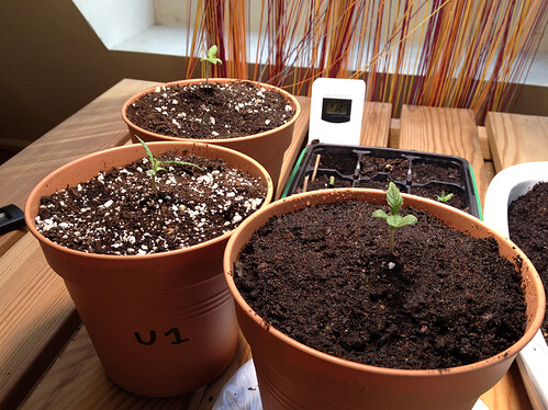 Growreport Bild 52