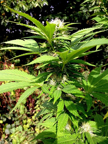 Growreport Bild 8