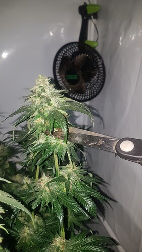 Growreport Bild 1