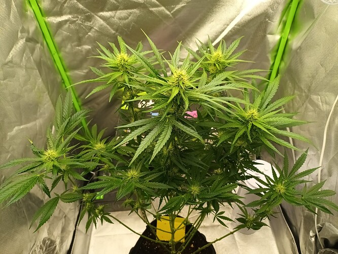 Growreport Bild 3