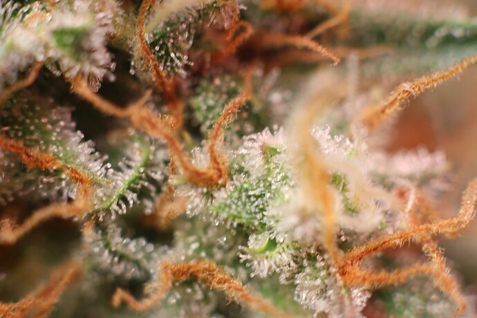 Growreport Bild 4