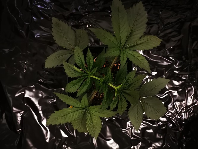 Growreport Bild 16
