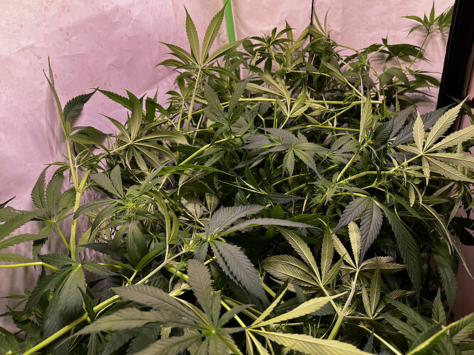 Growreport Bild 6