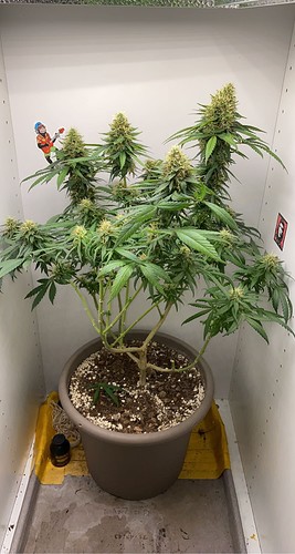 Growreport Bild 7
