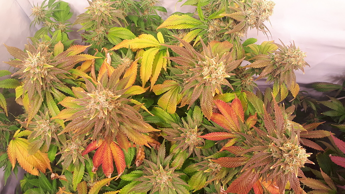 Growreport Bild 4