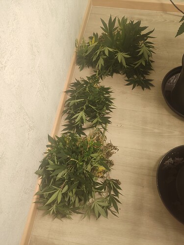 Growreport Bild 13