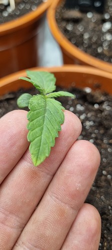 Growreport Bild 2