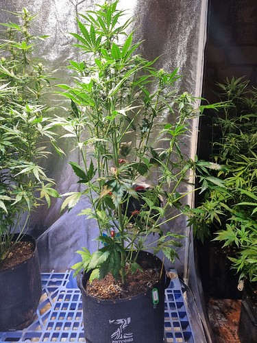 Growreport Bild 6