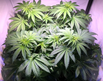 Growreport Bild 8