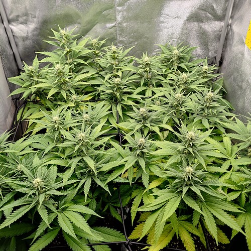 Growreport Bild 2