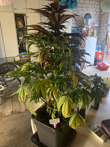 Growreport Bild 15