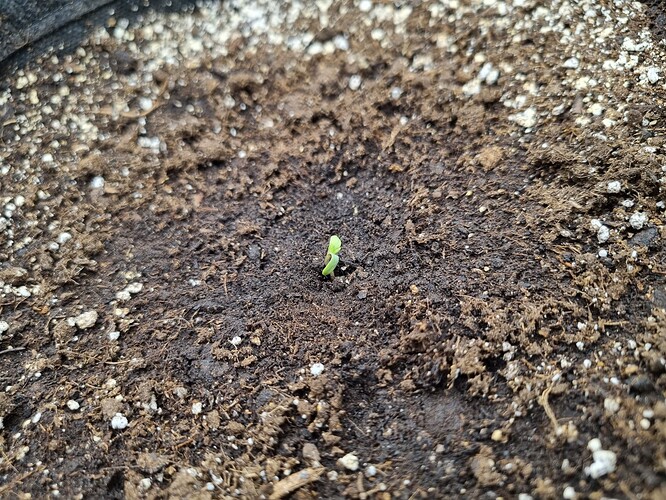 Growreport Bild 29