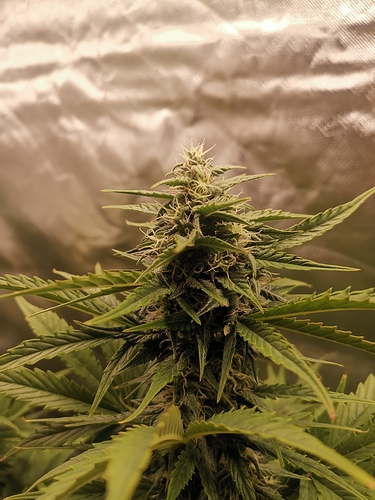 Growreport Bild 3