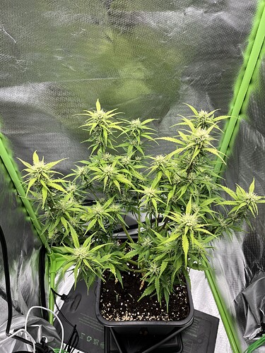 Growreport Bild 25
