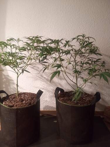 Growreport Bild 33