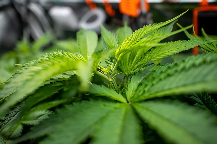 Growreport Bild 15
