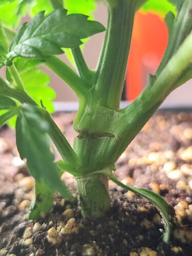 Growreport Bild 2