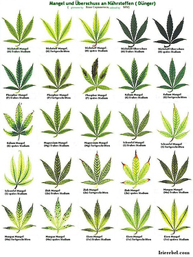 mangelerscheinungen-bei-hanf