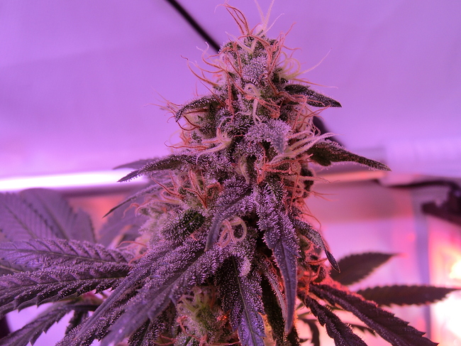 Growreport Bild 8