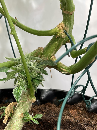 Growreport Bild 18