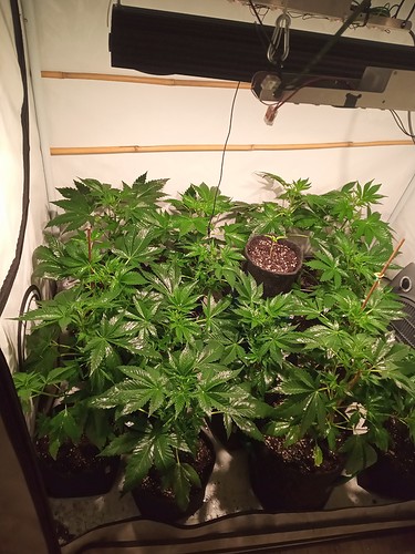 Growreport Bild 6
