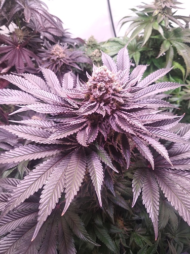 Growreport Bild 5