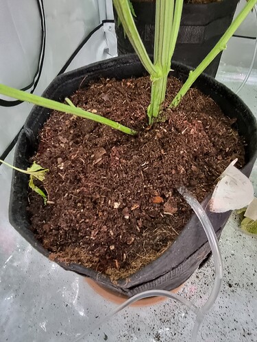 Growreport Bild 116