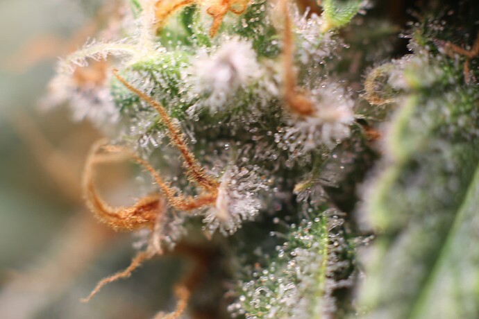 Growreport Bild 43