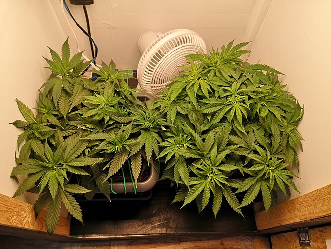 Growreport Bild 1