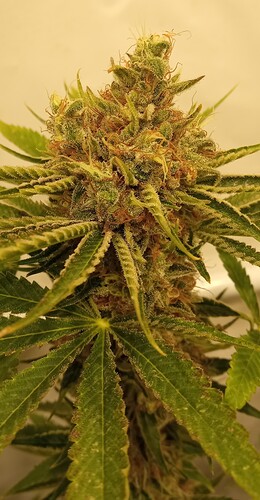 Growreport Bild 35