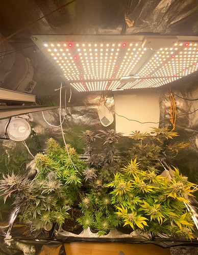 Growreport Bild 39