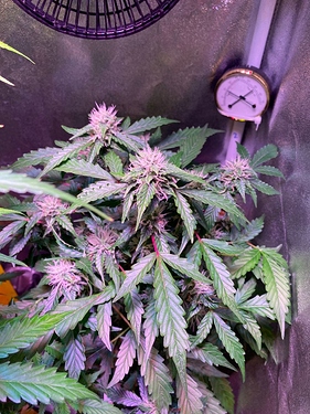 Growreport Bild 2