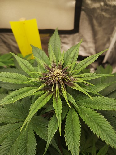 Growreport Bild 6