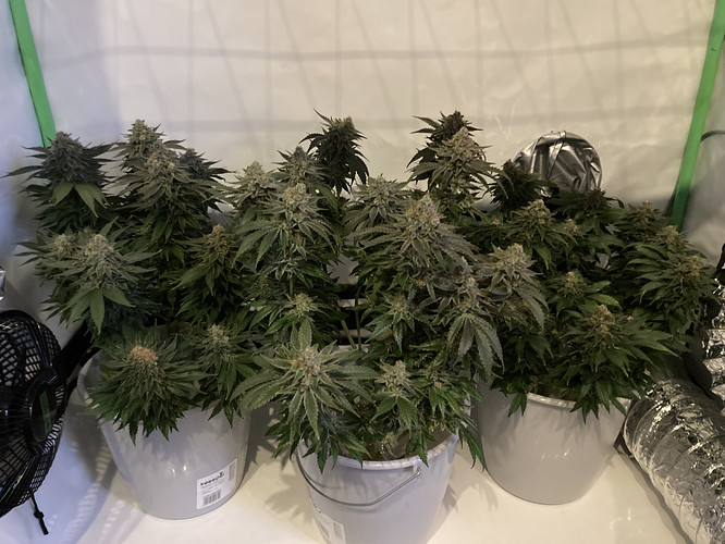 Growreport Bild 40