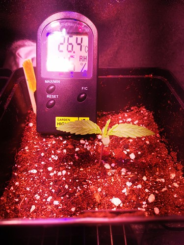 Growreport Bild 7