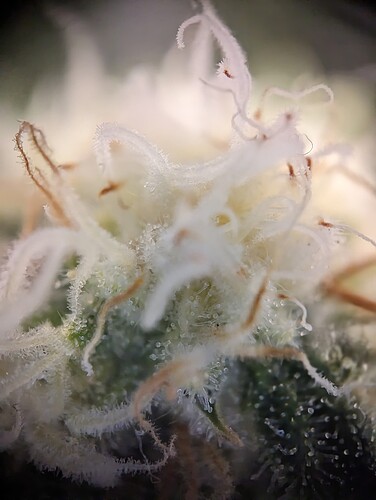 Growreport Bild 13