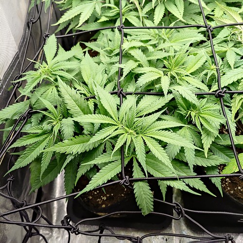 Growreport Bild 5