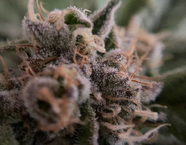 Growreport Bild 20