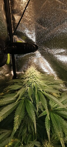 Growreport Bild 32