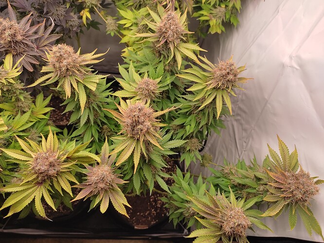 Growreport Bild 11