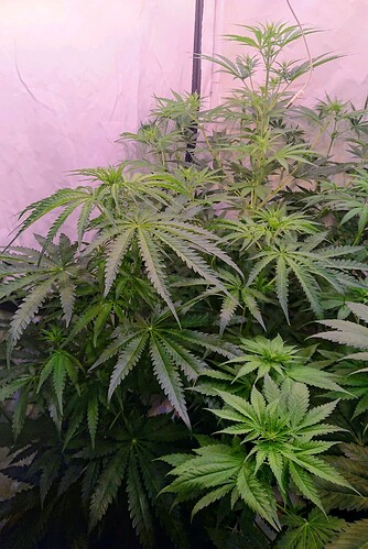 Growreport Bild 3